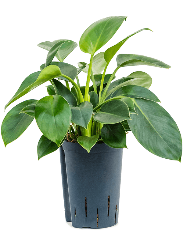 Philodendron 'Green Princess' (Hydro 30)