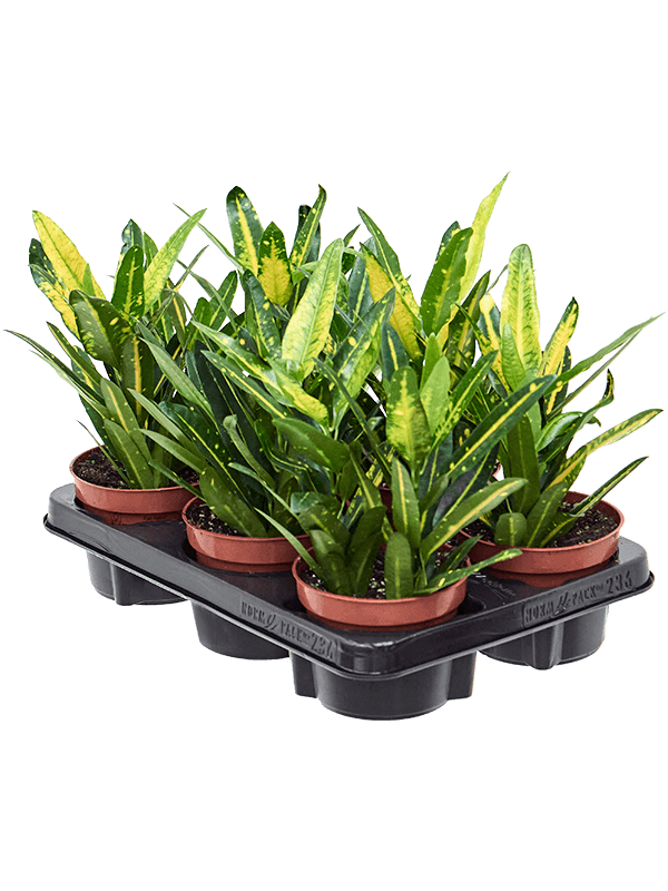 Croton (Codiaeum) variegatum 'Sunny Star' 6/tray (Erde 30)