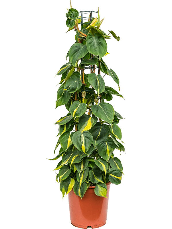 Philodendron scandens 'Brasil' (Erde 110)