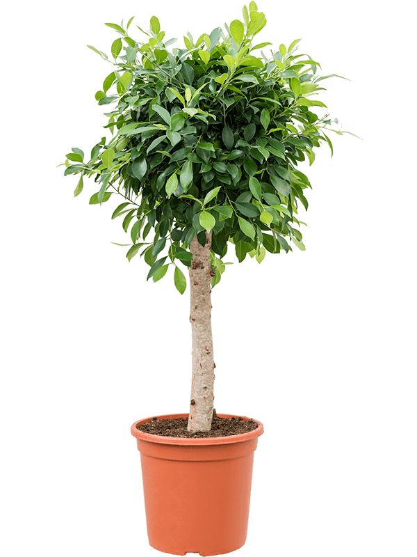 Ficus microcarpa ‘Nitida’ (Erde 130)