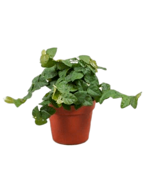 Ficus pumila (repens) 'Green Sunny' 12/tray (Erde 15)