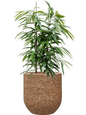 Ficus binnendijkii 'Amstel King' in Baq Naturescast (132) inkl. Gefäß