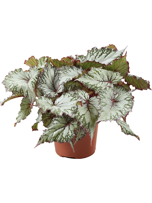 Begonia 'Asian Tundra' 6/tray (Erde 20)