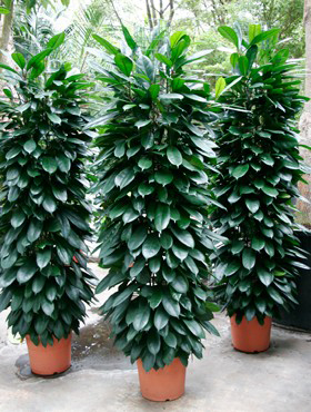 Ficus cyathistipula (Erde 200)