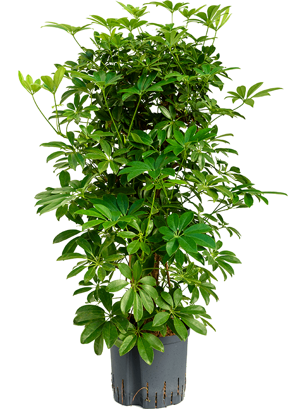 Schefflera arboricola 'Compacta' (Hydro 90)