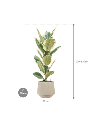 Ficus elastica 'Tineke' in Baq Raindrop (108) inkl. Gefäß