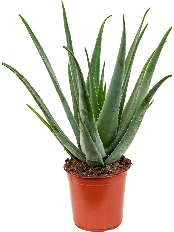 Aloe vera barbadensis (Erde 75)