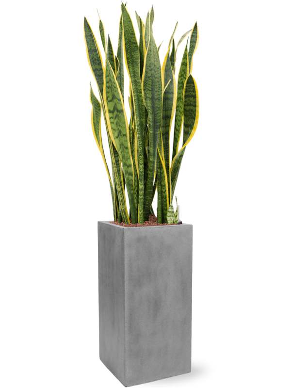 Sansevieria trifasciata 'Laurentii' in Fiberstone (138) inkl. Gefäß