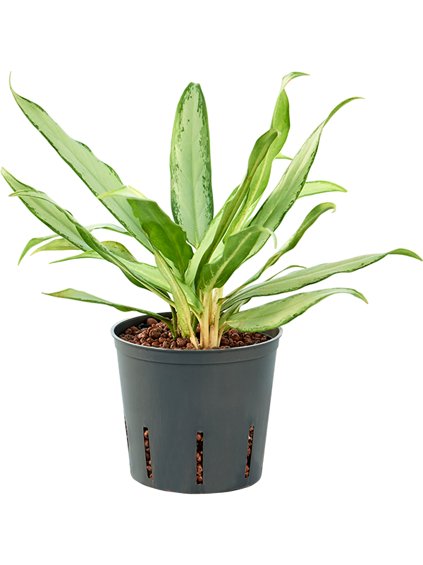 Aglaonema commutatum 'Silver lance' (Hydro 25)