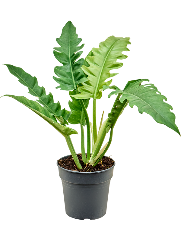 Philodendron 'Narrow' (Erde 40)