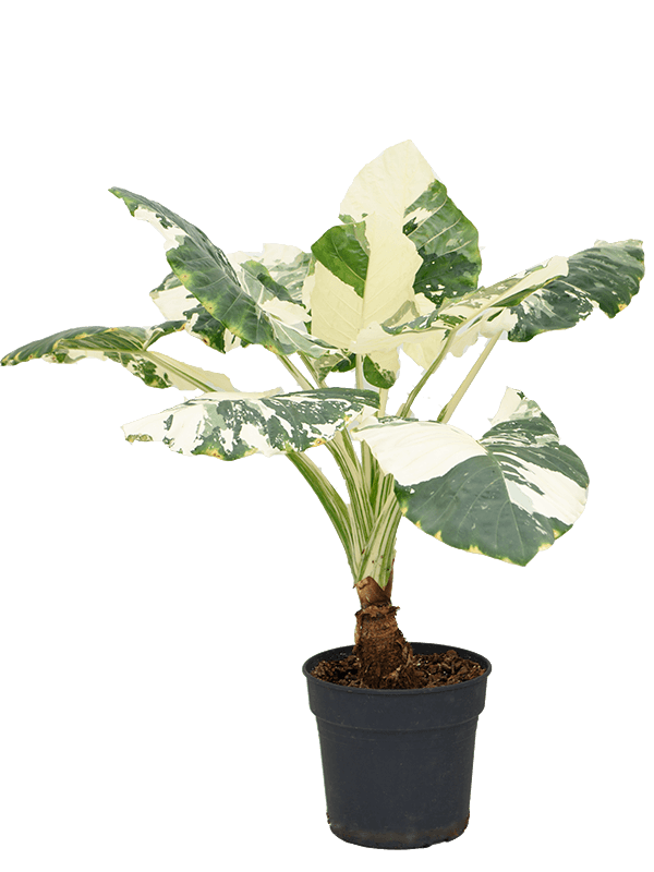 Alocasia macrorrhizos variegata (Erde 90)