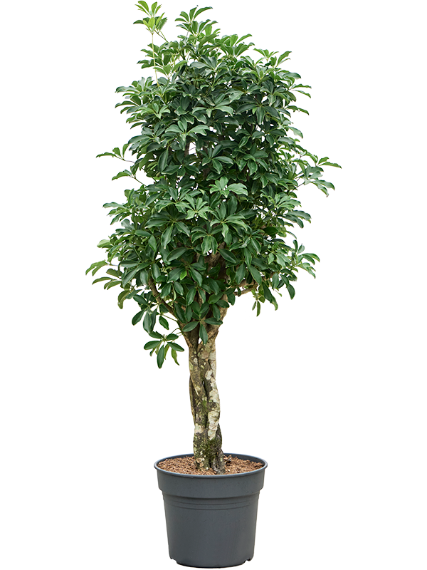 Schefflera arboricola 'Compacta' (Erde 200)