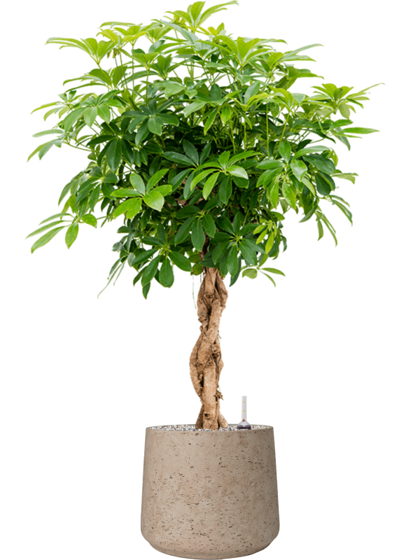 Schefflera arboricola 'Compacta' in Rough (117) inkl. Gefäß