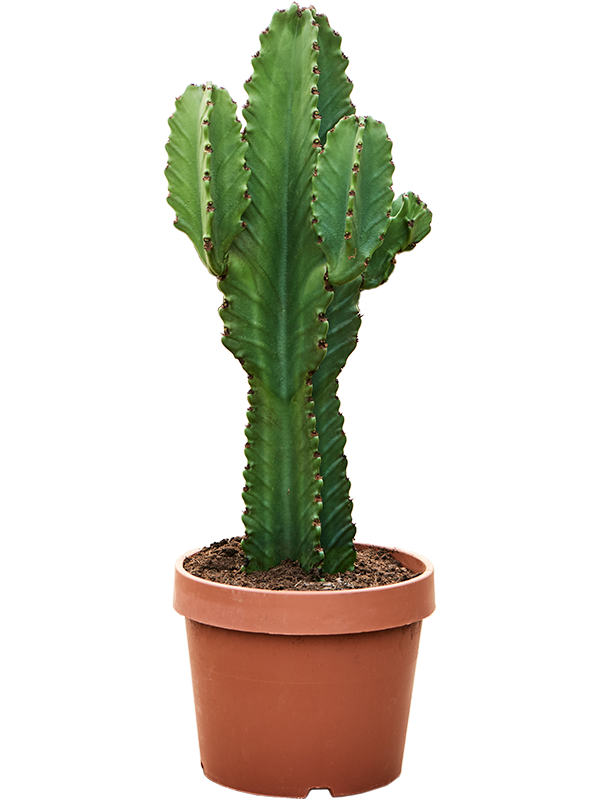 Euphorbia ingens (Erde 90)