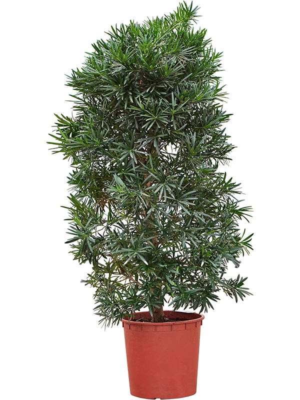 Podocarpus macrophyllus (Erde 150)