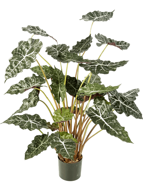 Alocasia (110)