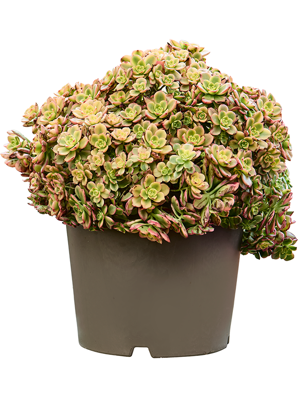 Aeonium arboreum 'Kiwi' (Erde 50)