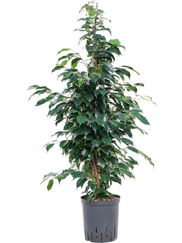 Ficus benjamina 'Danielle' (Hydro 100)