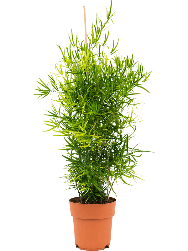 Asparagus falcatus (Erde 80)