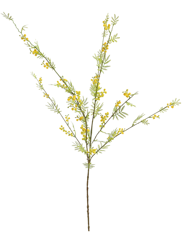 Mimosa (125)