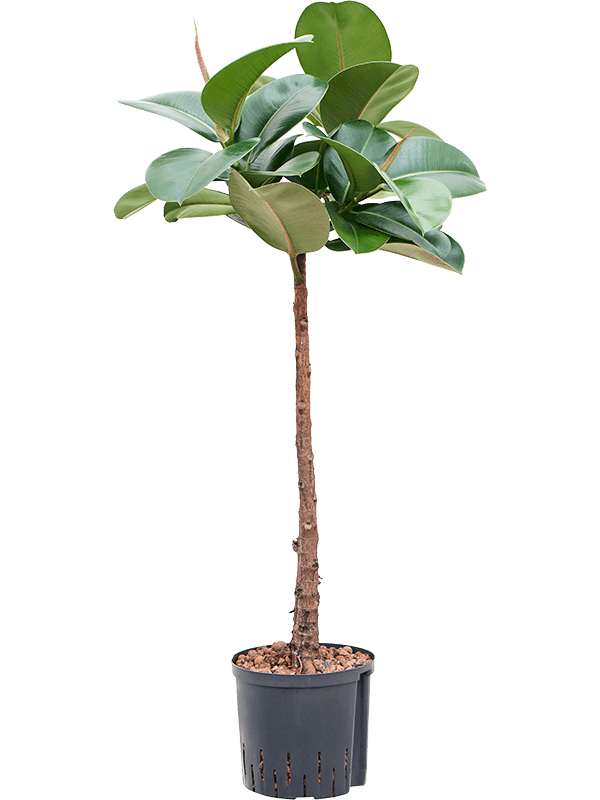 Ficus elastica 'Makana' (Hydro 90)