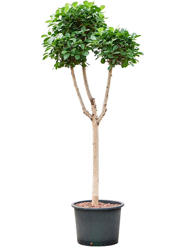 Ficus microcarpa 'Moclame' (Hydro 160)
