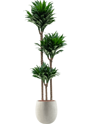 Dracaena fragrans 'Compacta' in Grigio (153) inkl. Gefäß