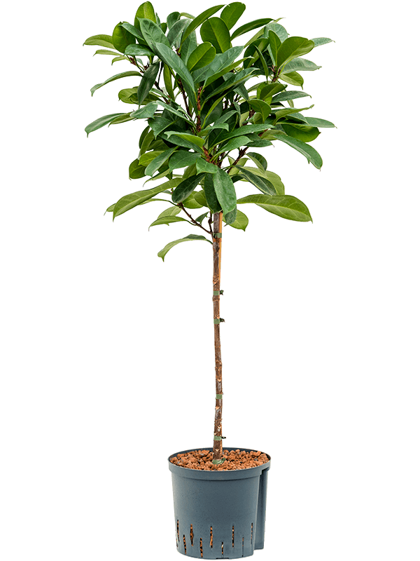 Ficus cyathistipula (Hydro 125)