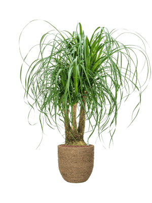Beaucarnea recurvata in Bohemian (107) inkl. Gefäß