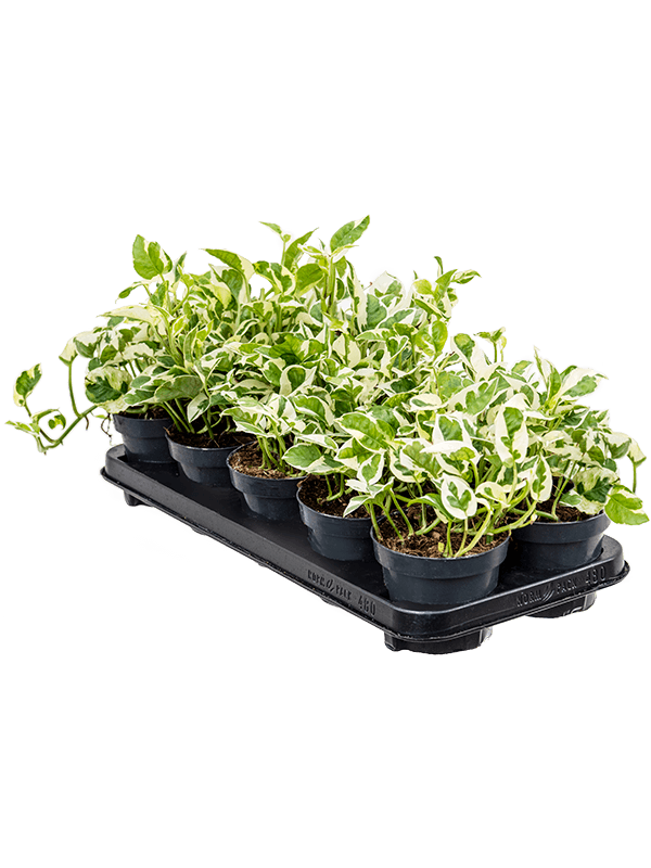Scindapsus (Epipremnum) 'N'joy' 10/tray (Erde 20)