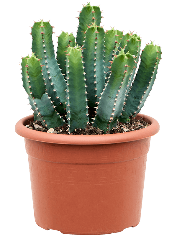 Euphorbia resinifera (Erde 45)
