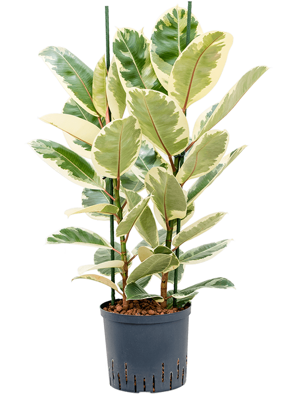 Ficus elastica 'Tineke' (Hydro 85)