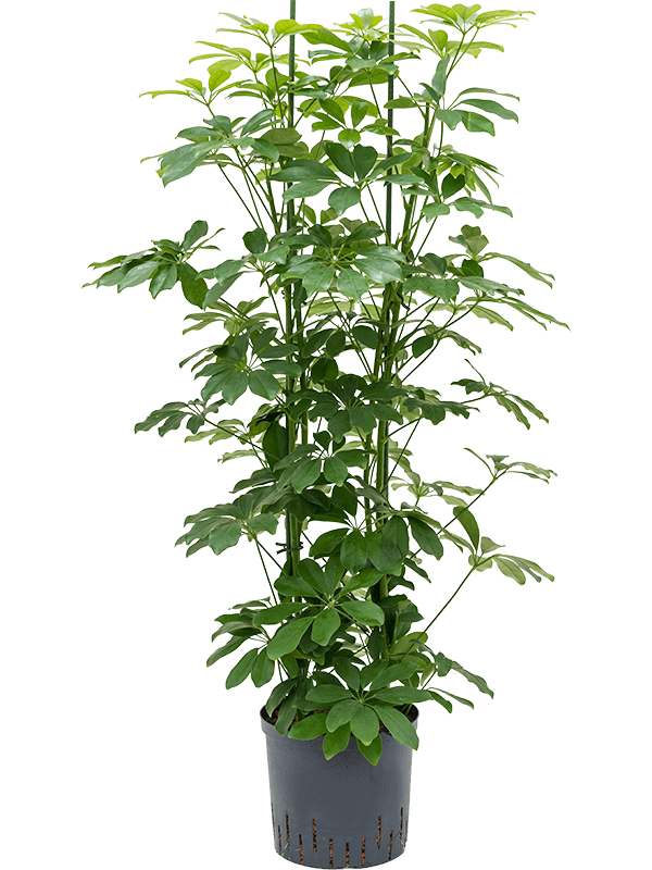 Schefflera arboricola 'Compacta' (Hydro 125)