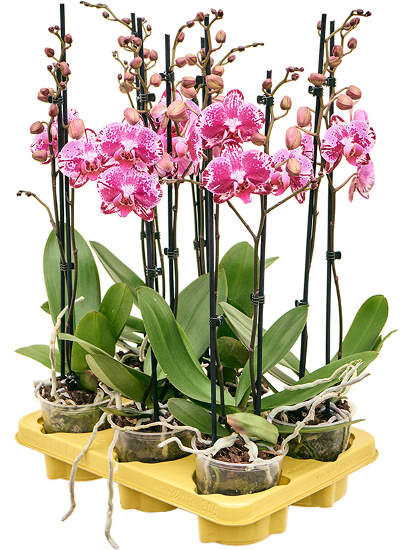 Phalaenopsis 'Molly' 6/tray (Erde 75)