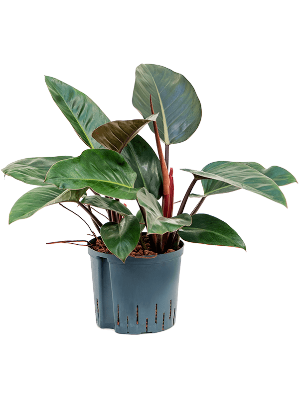 Philodendron 'Red Congo' (Hydro 60)