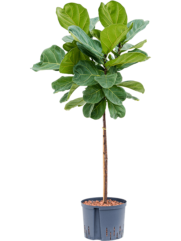 Ficus lyrata (Hydro 160)
