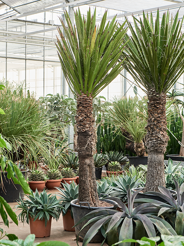 Yucca carnerosana (Erde 260)