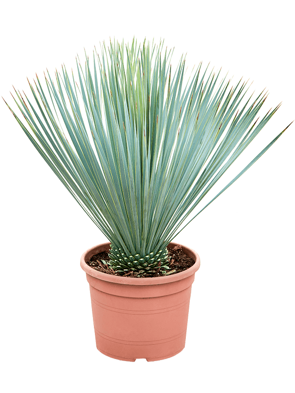 Yucca rostrata (60-70) (Erde 65)