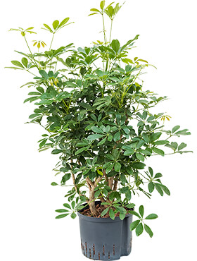 Schefflera arboricola 'Compacta' (Hydro 100)