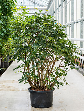 Schefflera arboricola 'Compacta' (Hydro 200)
