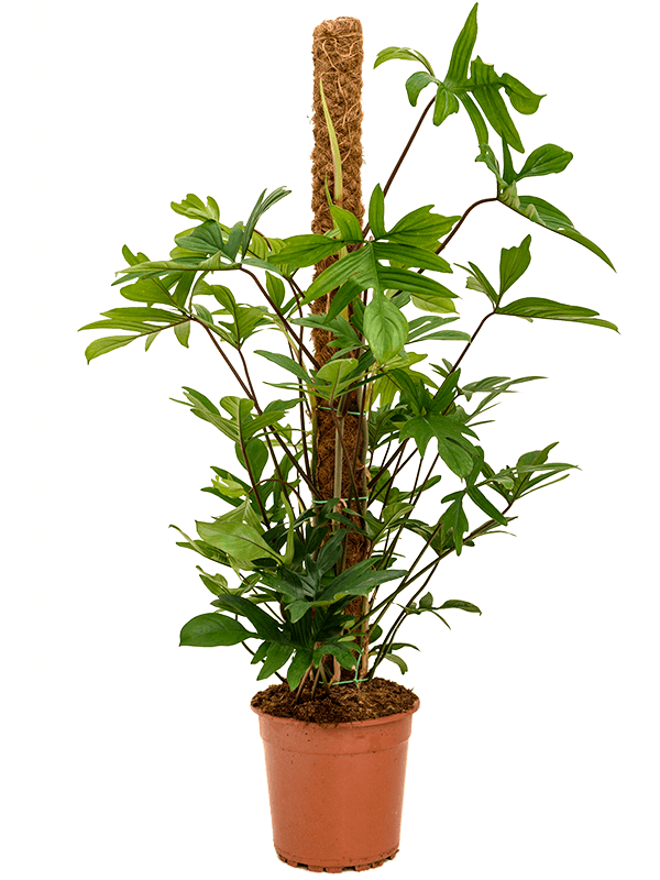Philodendron pedatum (Erde 120)