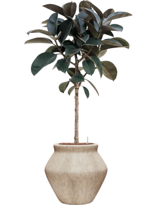 Ficus elastica 'Abidjan' in Mineral (151) inkl. Gefäß