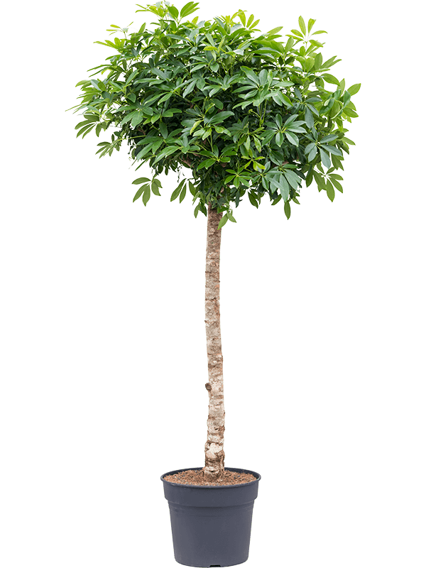 Schefflera arboricola 'Compacta' (Erde 200)
