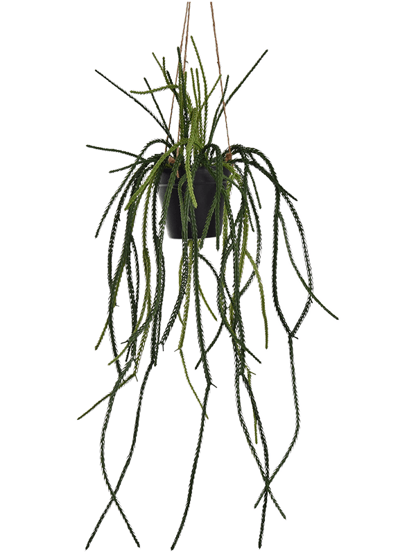Lycopodiaceae Hanging (85)