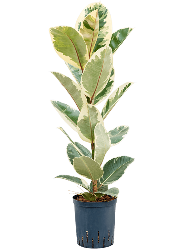 Ficus elastica 'Tineke' (Hydro 70)