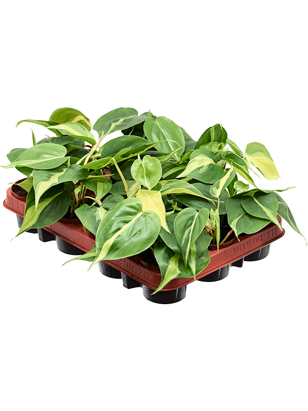 Philodendron scandens 'Brasil' 12/tray (Erde 20)