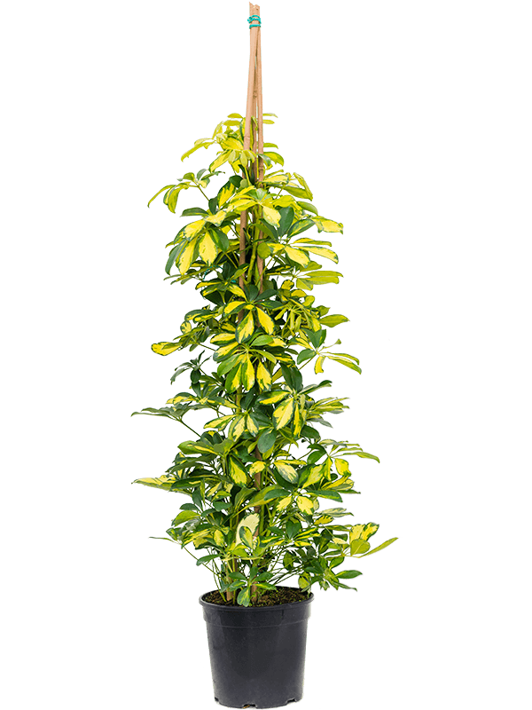 Schefflera arboricola 'Gold Capella' (Erde 140)