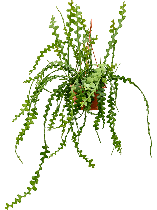 Epiphyllum anguliger (Erde 40)