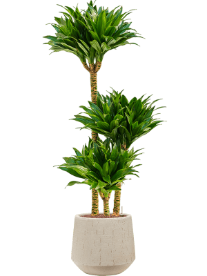Dracaena fragrans 'Compacta' in Baq Raindrop (115) inkl. Gefäß