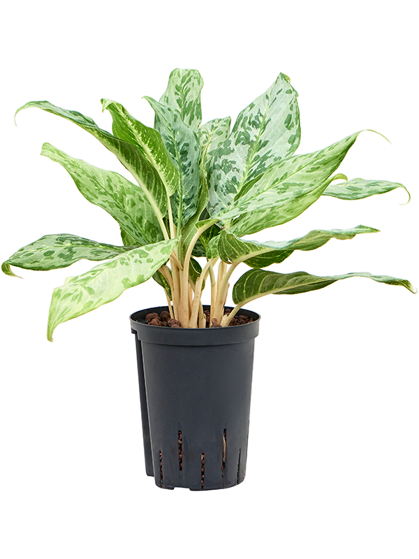Aglaonema 'Pavo real' (Hydro 55)
